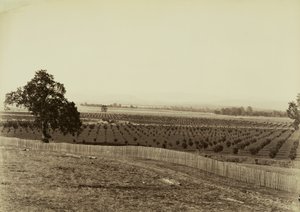 [Junger Obstgarten, Palermo, Butte County] von Carleton Watkins