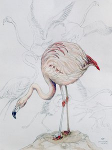 Flamingo von Carolyn Hubbard Ford