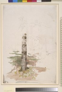 Studie aus dem Inneren eines Nadelwaldes