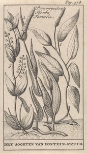 Drei Arten von Quellkraut von Caspar Luyken