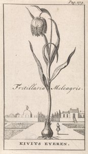 Titelblatt und acht Drucke mit Blumen