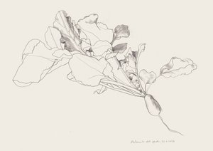 Radieschen Botanische Zeichnung von Catalina Somolinos