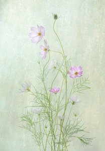 Zarte Kosmosblüten