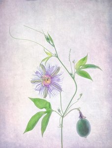 Lebendige Passionsblume von Catherine Wang