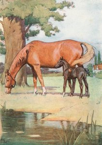 Der erste Ort, an den ich mich gut erinnern kann, war eine große, angenehme Wiese mit einem Teich aus klarem Wasser darin