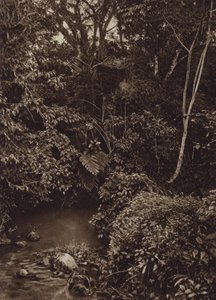 Mexiko: Wald in der Nähe von Mirador, Panorama des Urwaldes von Cecile Seler Sachs