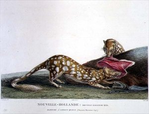 Dasyurus Macrourus, ein Langschwanz-Dasyure, aus New South Wales, New Holland, Tafel 33 aus 