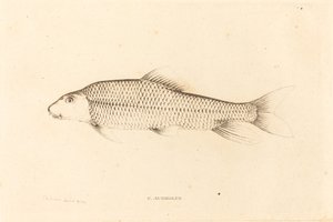 C. Aureolus von Charles Alexandre Lesueur