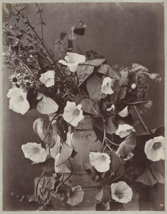 Blumenstudie mit Kölner Topf