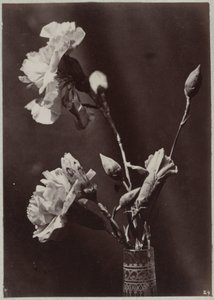 Blumenstudie mit Glasvase