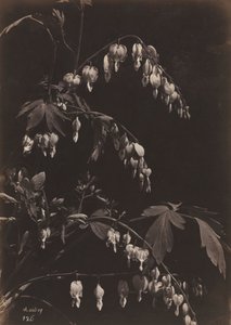 Blumenstillleben Tränendes Herz, um 1865 von Charles Aubry