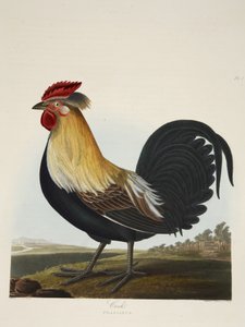 Hahn, Phasianus, aus 