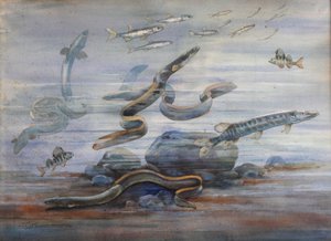 Meeresfische von Charles Bernier