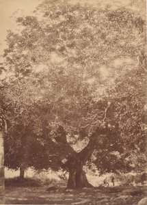 Der Walnussbaum von Kaiser Karl V., Yuste, 1858 von Charles Clifford