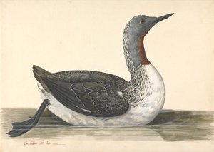 Ein rotschnäbeliger Taucher, Juni 1742