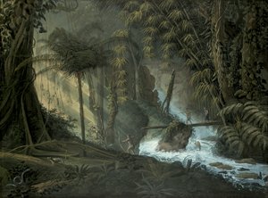 Brasilianischer Wald