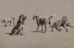 Studien von Hunden von Charles Cooper Henderson