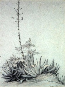 Blühende Yucca von Charles Damour