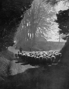 Schafe auf dem Weg zur Wilton Sheep Fair, Wilton, Wiltshire, 1924-1926