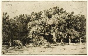 Ein Teil des Waldes von Fontainebleau