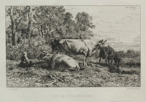 Holländische Kühe