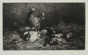 Die Hühner