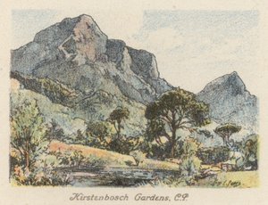 Südafrika: Kirstenbosch-Gärten, CP von Charles Ernest Peers