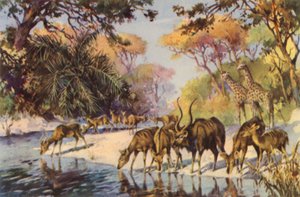 Südafrika: Kruger-Nationalpark, Transvaal