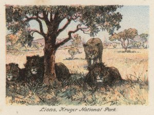 Südafrika: Löwen, Kruger-Nationalpark