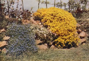 Eine Steingartenmauer, Aubrietia, Sonnenrose, Gelbes Steinkraut von Charles Essenhigh Corke
