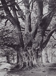 Königsbuche, Knole Park (s/w Foto) von Charles Essenhigh Corke