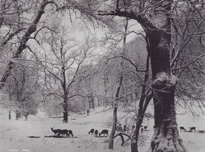 Knole Park (s/w Foto) von Charles Essenhigh Corke