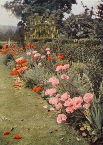 Orientalische Mohnblumen von Charles Essenhigh Corke