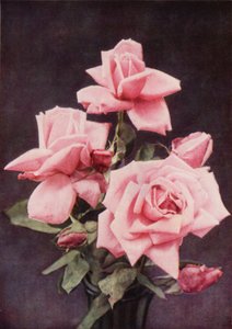 Rose Lady Ashtown von Charles Essenhigh Corke