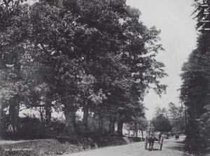 Die Sieben Eichen (s/w Foto) von Charles Essenhigh Corke