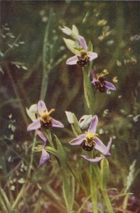 Wildblumen: Bienen-Ragwurz von Charles Essenhigh Corke