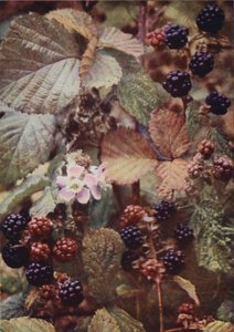 Wildblumen: Brombeere von Charles Essenhigh Corke