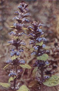 Wildblumen: Günsel von Charles Essenhigh Corke
