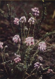 Wildblumen: Kreuzblättrige Heide von Charles Essenhigh Corke