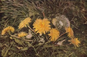 Wildblumen: Löwenzahn von Charles Essenhigh Corke