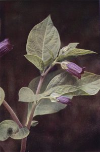 Wildblumen: Tollkirsche von Charles Essenhigh Corke