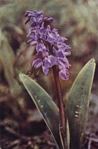 Wildblumen: Frühe Purpur-Knabenkraut von Charles Essenhigh Corke