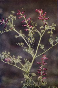 Wildblumen: Erdrauch von Charles Essenhigh Corke
