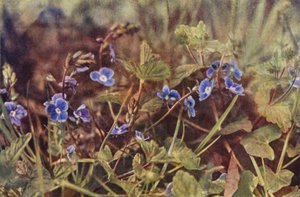 Wildblumen: Gamander-Ehrenpreis von Charles Essenhigh Corke