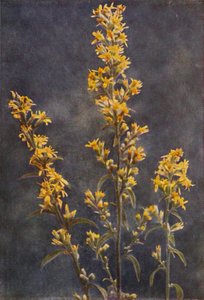 Wildblumen: Goldrute von Charles Essenhigh Corke