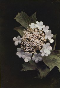 Wildblumen: Schneeball von Charles Essenhigh Corke