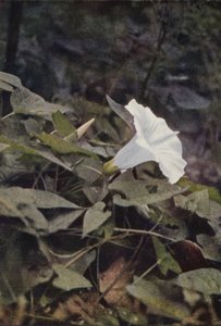 Wildblumen: Heckenwinde von Charles Essenhigh Corke