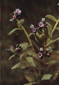 Wildblumen: Lungenkraut (Farbfoto) von Charles Essenhigh Corke
