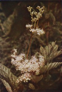 Wildblumen: Mädesüß von Charles Essenhigh Corke