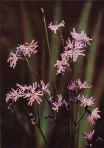 Wildblumen: Kuckuckslichtnelke von Charles Essenhigh Corke